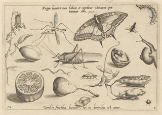 Joris Hoefnagel - Archetypa studiaque patris Georgii Hoefnagelii Pl04.webp