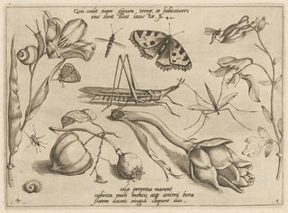 Joris Hoefnagel - Archetypa studiaque patris Georgii Hoefnagelii Pl07.webp