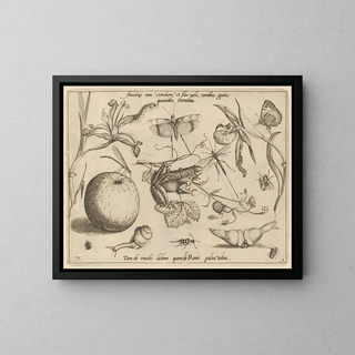 Joris Hoefnagel - Archetypa studiaque patris Georgii Hoefnagelii Pl09.webp