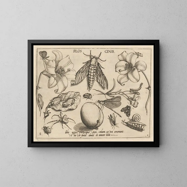 Archétypen und Studien des Vaters Georgius Hoefnagel, Pl10 - Joris Hoefnagel — gerahmtes Bild an der Wand