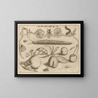 Joris Hoefnagel - Archetypa studiaque patris Georgii Hoefnagelii Pl11.webp
