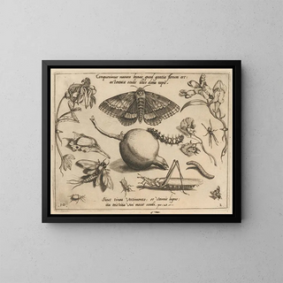 Joris Hoefnagel - Archetypa studiaque patris Georgii Hoefnagelii Pl14.webp