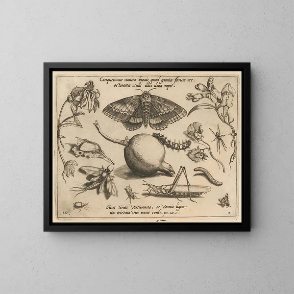 Archetypen und Studien des Vaters Georgius Hoefnagel - Joris Hoefnagel — gerahmtes Bild an der Wand