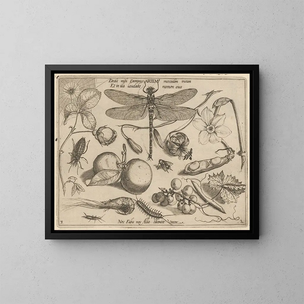 Archétypen und Studien des Vaters Georgius Hoefnagel - Joris Hoefnagel — gerahmtes Bild an der Wand