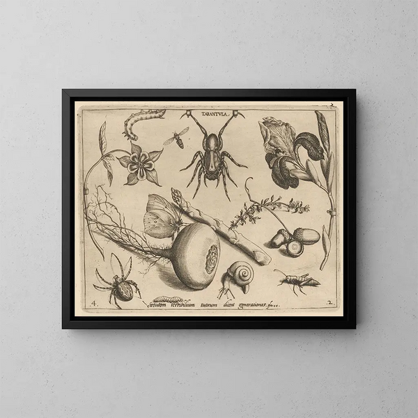 Archétypen und Studien des Vaters Georgius Hoefnagel - Joris Hoefnagel — gerahmtes Bild an der Wand