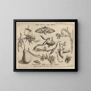 Joris Hoefnagel - Archetypa studiaque patris Georgii Hoefnagelii Pl20.webp