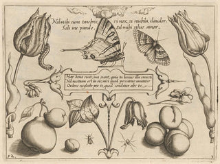Joris Hoefnagel - Archetypa studiaque patris Georgii Hoefnagelii Pl29.webp