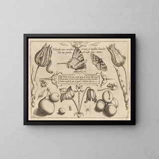 Joris Hoefnagel - Archetypa studiaque patris Georgii Hoefnagelii Pl29.webp
