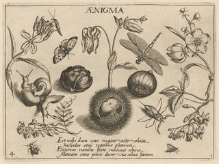 Joris Hoefnagel - Archetypa studiaque patris Georgii Hoefnagelii Pl32.webp