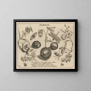 Joris Hoefnagel - Archetypa studiaque patris Georgii Hoefnagelii Pl32.webp