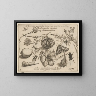 Joris Hoefnagel - Archetypa studiaque patris Georgii Hoefnagelii Pl37.webp