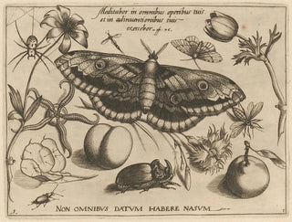 Joris Hoefnagel - Archetypa studiaque patris Georgii Hoefnagelii Pl38.webp