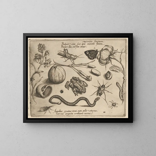 Archétypen und Studien des Vaters Georgius Hoefnagel - Joris Hoefnagel — gerahmtes Bild an der Wand