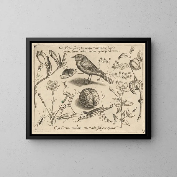 Archétypen und Studien des Vaters Georgius Hoefnagel Pl41 - Joris Hoefnagel — gerahmtes Bild an der Wand