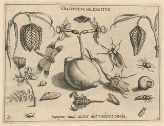 Joris Hoefnagel - Archetypa studiaque patris Georgii Hoefnagelii Pl45.webp