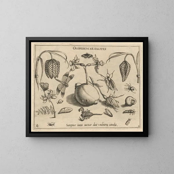Archétypen und Studien des Vaters Georgius Hoefnagel Pl45 - Joris Hoefnagel — gerahmtes Bild an der Wand