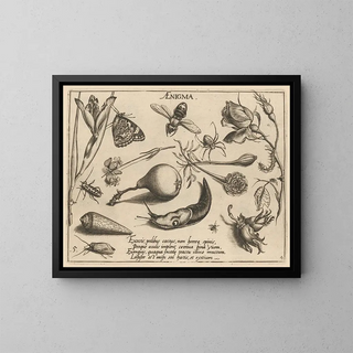 Joris Hoefnagel - Archetypa studiaque patris Georgii Hoefnagelii Pl46.webp