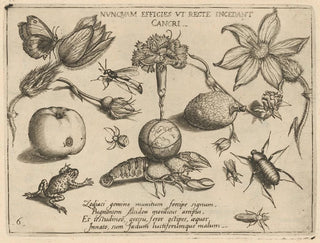 Joris Hoefnagel - Archetypa studiaque patris Georgii Hoefnagelii Pl47.webp