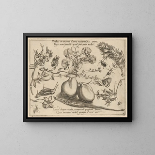 Joris Hoefnagel - Archetypa studiaque patris Georgii Hoefnagelii Pl48.webp