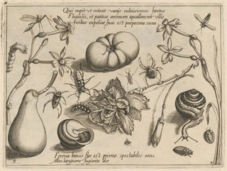 Joris Hoefnagel - Archetypa studiaque patris Georgii Hoefnagelii Pl50.webp