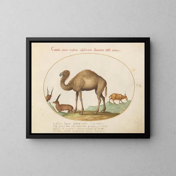 Ibex und Ziegen-Kameldieren - Joris Hoefnagel — gerahmtes Bild an der Wand