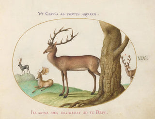 Joris Hoefnagel - Four Types of Stags.webp