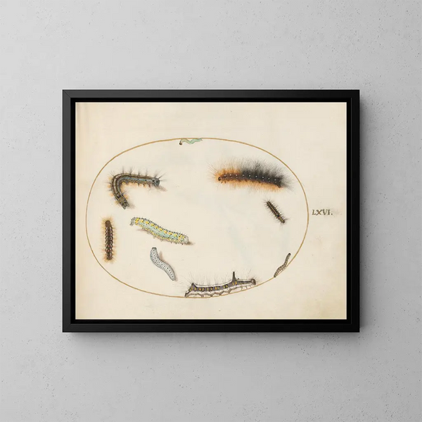 Tabakschmetterlingsraupen-Gemälde, Raupe in Acht, graue Dagger-Raupe und andere Raupen - Joris Hoefnagel — gerahmtes Bild an der Wand