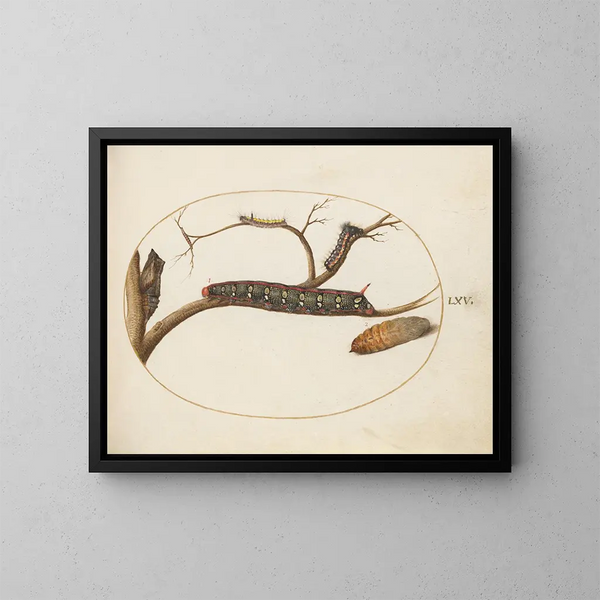 Euphorbia-Nachtfalter-Tableau, Raupe der Grauen Dagger und Puppen - Joris Hoefnagel — gerahmtes Bild an der Wand