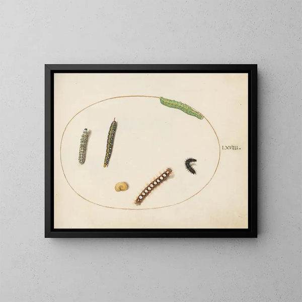 Chenille der Wolfsmilch, Wollschweber und andere Raupen - Joris Hoefnagel — gerahmtes Bild an der Wand