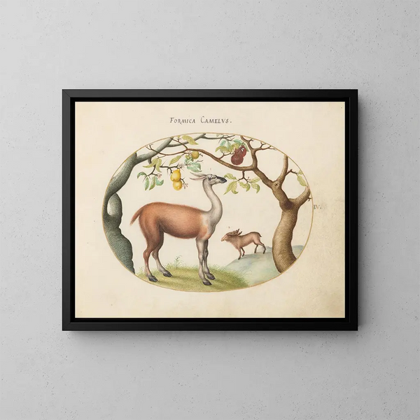 Llama und Elch - Joris Hoefnagel — gerahmtes Bild an der Wand
