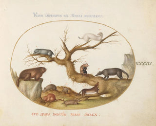 Joris Hoefnagel - Marmot Hamsters Rat Field Mouse Shrew and a Coatimundi.webp