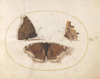 Joris Hoefnagel - Plate 06 Two Views of a Mourning Cloak Camberwell Beauty Butterfly with a Comma Butterfly.webp