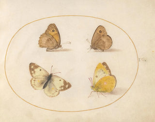 Joris Hoefnagel - Plate 09 Meadow Brown Gatekeeper Clouded Yellow and Bath White Butterflies.webp