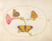 Plaque 10: Der Braun der Haare, der Silberfritillaria und der gelbe Wolken-Schmetterling auf einer Vier-Uhr-Blume - Joris Hoefnagel — Ansicht des Kunstwerks