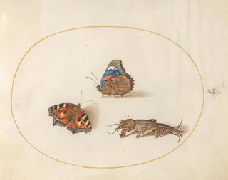 Joris Hoefnagel - Plate 11 Small Tortoiseshell and Red Admiral Butterflies with a Mole Cricket.webp