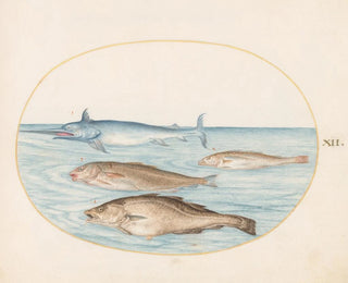 Joris Hoefnagel - Plate 12 A Swordfish and Three Other Fish.webp