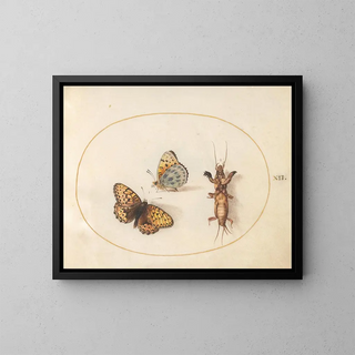Joris Hoefnagel - Plate 12 Two Views of a SilverBordered Fritillary and a Mole Cricket.webp