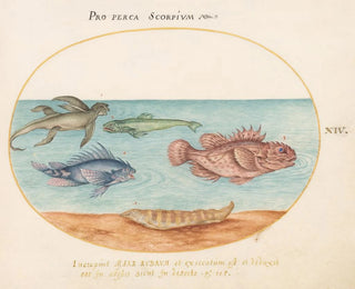 Joris Hoefnagel - Plate 14 A Sea Ape Two Scorpion Fish and Two Other Fish.webp