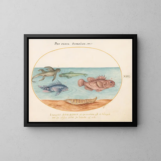 Joris Hoefnagel - Plate 14 A Sea Ape Two Scorpion Fish and Two Other Fish.webp