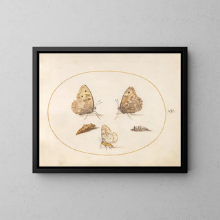 Joris Hoefnagel - Plate 15 Grayling Butterfly Magpie Moth and Two Chrysalides.webp