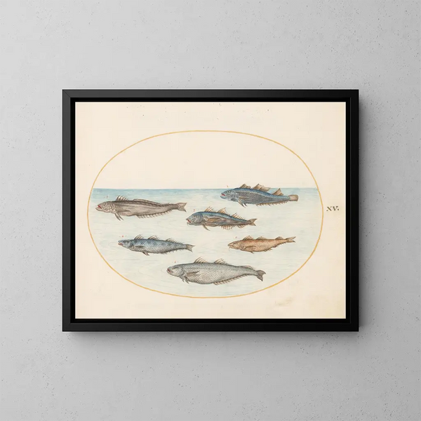 Planche 15 Sechs Fische asellorum Cod - Joris Hoefnagel — gerahmtes Bild an der Wand