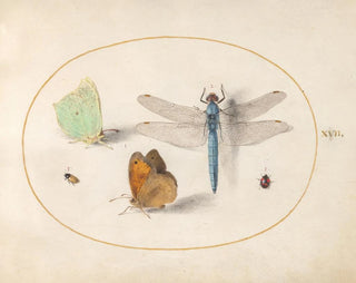 Joris Hoefnagel - Plate 17 Brimstone and Meadow Brown Butterflies a Blue Chaser and Two Small Insects.webp