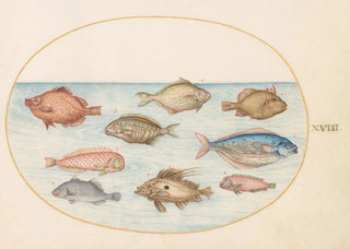 Joris Hoefnagel - Plate 18 Boarfish Razorfish Butterfish a John Dory and Other Fish.webp