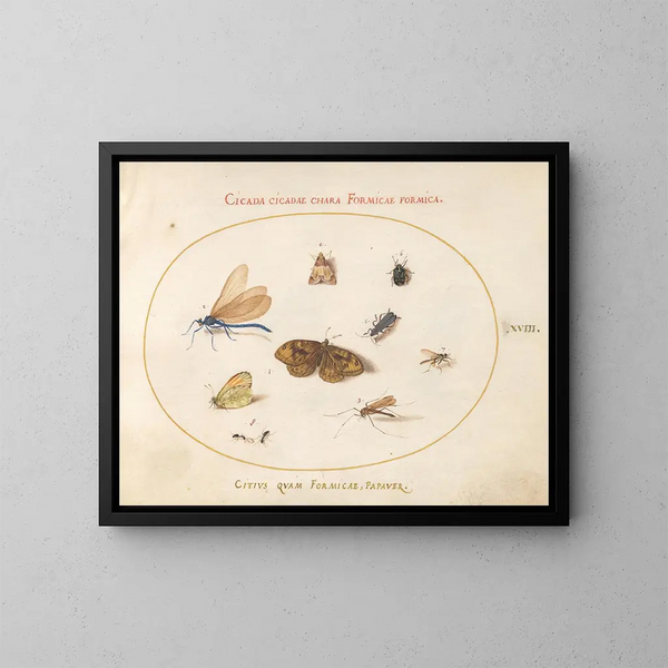Planche 18: Zwei Schmetterlinge und eine Nachtfalter mit einer Jungfrau, zwei Ameisen und vier weiteren Insekten - Joris Hoefnagel — gerahmtes Bild an der Wand