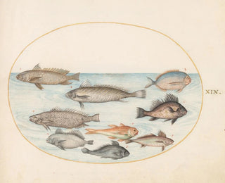Joris Hoefnagel - Plate 19 A Damselfish and Other Fish Including Two Coracinis.webp