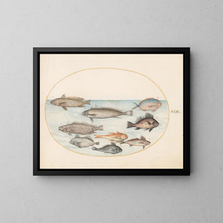 Joris Hoefnagel - Plate 19 A Damselfish and Other Fish Including Two Coracinis.webp