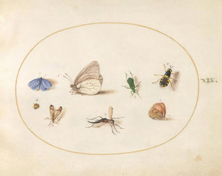 Joris Hoefnagel - Plate 19 Two Butterflies with Five Other Insects.webp