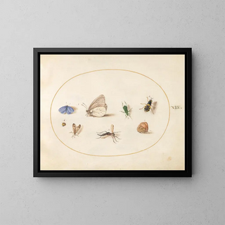 Joris Hoefnagel - Plate 19 Two Butterflies with Five Other Insects.webp