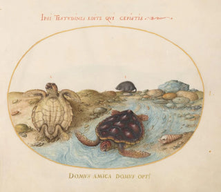 Joris Hoefnagel - Plate 1 Two Loggerhead or Green Sea Turtles a Muskrat and Shells.webp