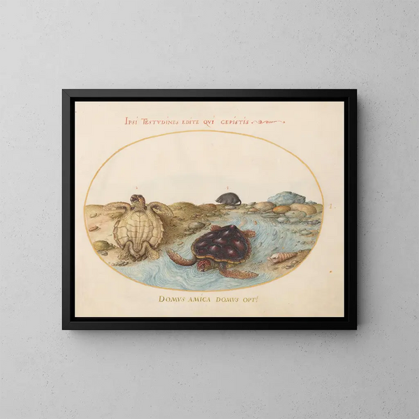 Planche 1 Zwei caouannes oder grüne Schildkröten, ein Mink und Muscheln - Joris Hoefnagel — gerahmtes Bild an der Wand